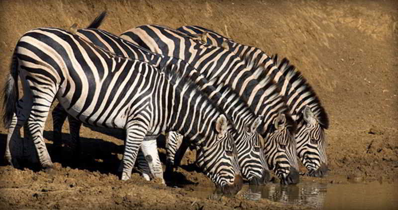 Black Rhino Game Lodge Ruighoek Mine Exteriör bild