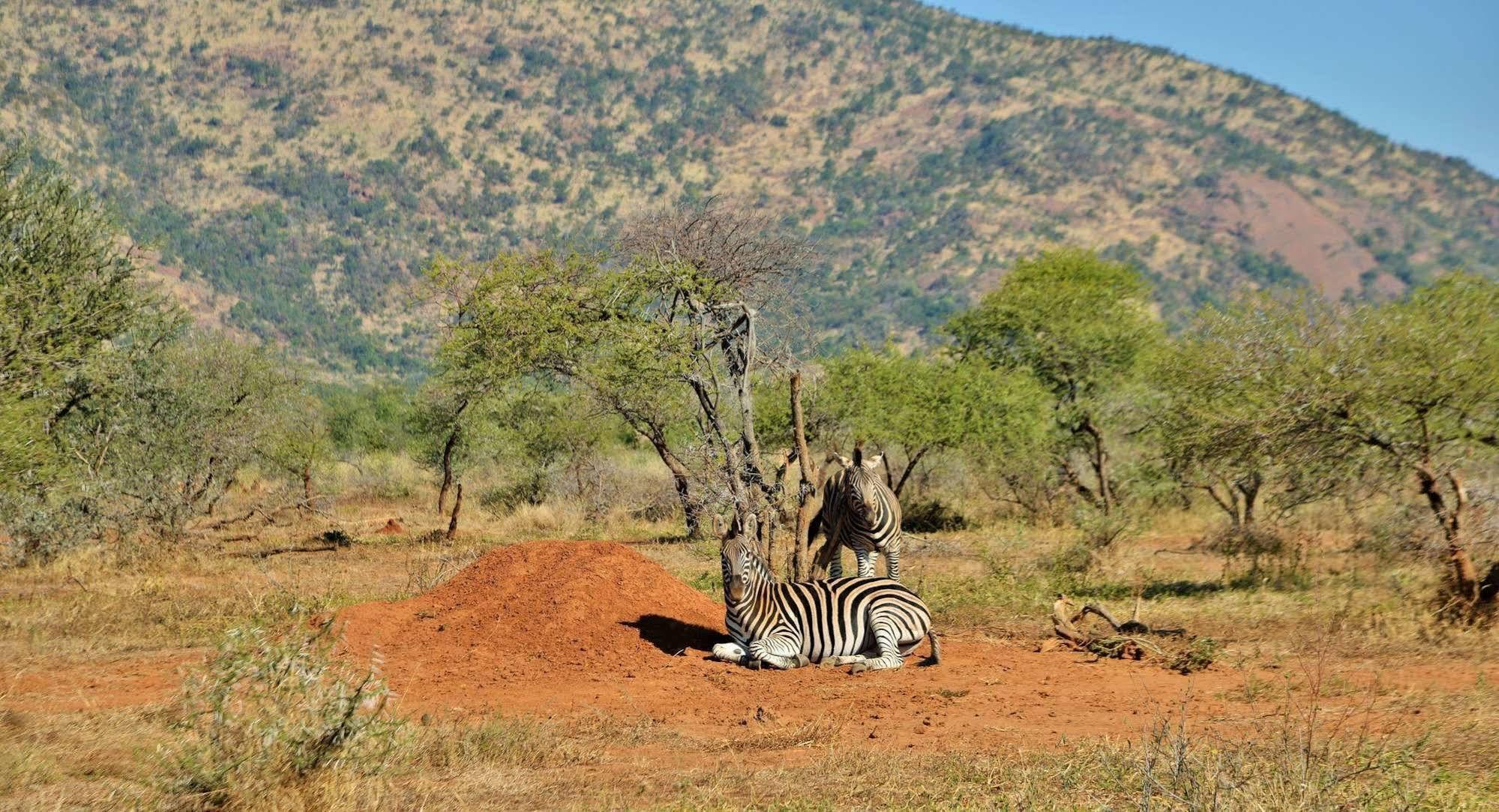 Black Rhino Game Lodge Ruighoek Mine Exteriör bild